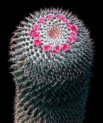 Mammillaria polythele - Monaco Nature Encyclopedia