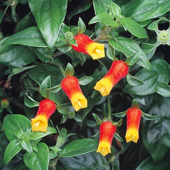 Fast growing tropical herbaceous climber © Mazza