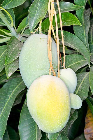 La Mangifera laurina est le porte-greffe du manguier commun dans les climats humides © Giuseppe Mazza