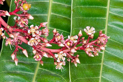 Les fruits, consommés bien mûrs et pelés, ont un goût de térébenthine, mais la La Mangifera odorata résiste mieux à l'humidité que la mangue commune © G. Mazza