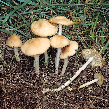 Bon comestible, à ne pas confondre avec le toxique Marasmius collinus © Giuseppe Mazza