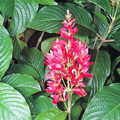 Showy 30 cm inflorescences with red purple bracts © Giuseppe Mazza