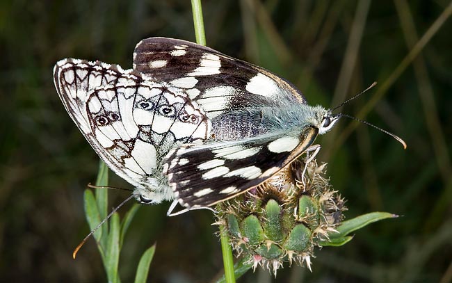 Mating of Melanargia galathea. It reproduces once a year only © Giuseppe Mazza