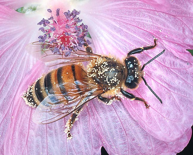 En dehors du miel, les abeilles sont essentielles à l'agriculture humaine © Giuseppe Mazza