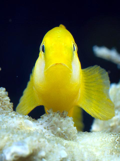 Gobiodon okinawae, Gobiidae, Gobie Okinawa Gobiodon okinawae, Gobiidae, Gobie Okinawa