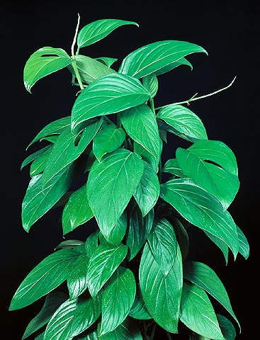 Feuilles hétérophylles. Elle peut être cultivée de différentes façons © G. Mazza