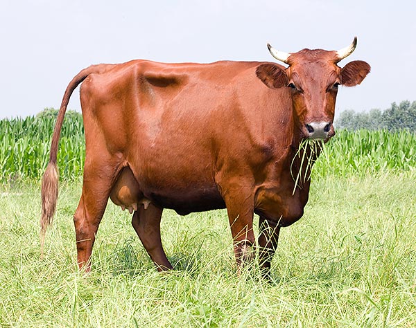 Angler cow while grazing © Giuseppe Mazza