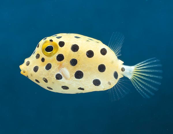 The young, shorter, have transparent fins and black spots of the ocular diameter © Giuseppe Mazza