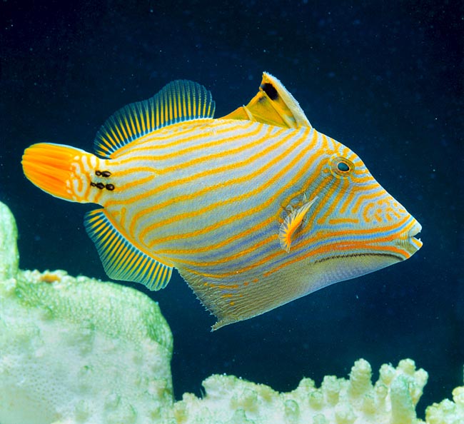 Balistapus undulatus, Balistidae, Pez Ballesta Ondulado Balistapus undulatus, Balistidae, Pez Ballesta de Rayas Naranjas