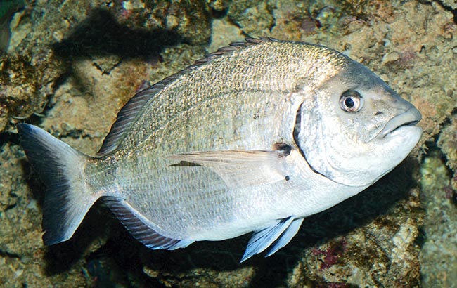 In the White seabream (Diplodus sargus) the dark vertical bands fade in the adults © Giuseppe Mazza
