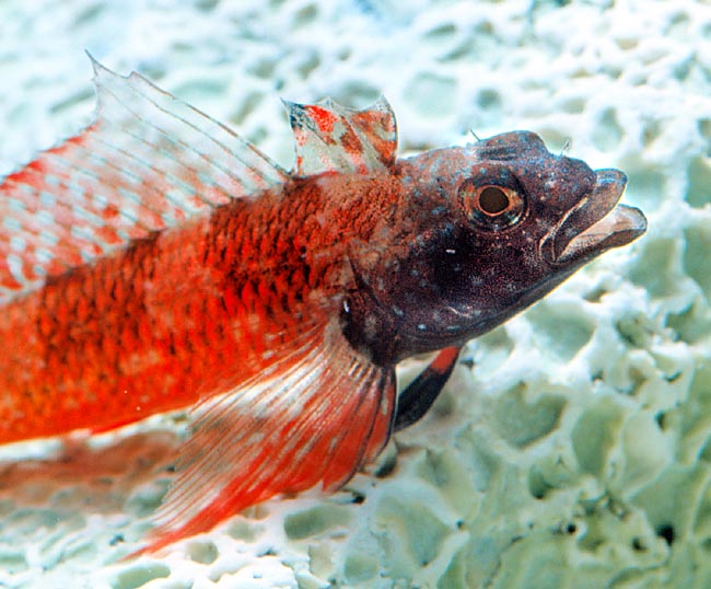 En el periodo reproductivo el macho es rojo fuego con la cabeza negra. Se alimentan principalmente de anfípodos © Giuseppe Mazza