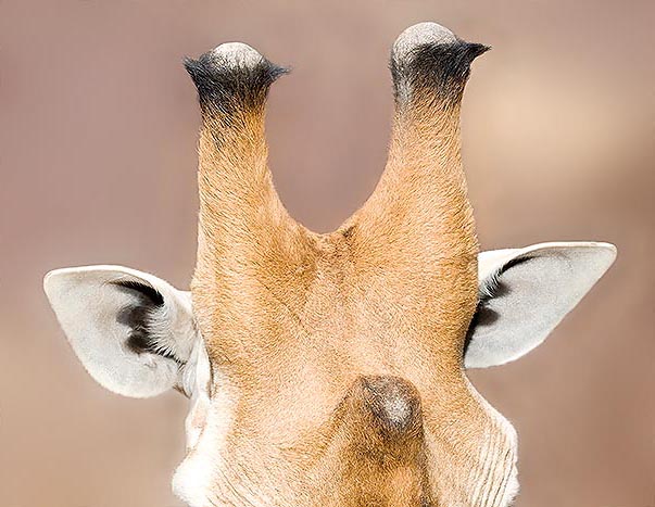 Nelle giraffe le corna sono pari e impari, inserite sul frontale o sulle ossa nasali © Giuseppe Mazza