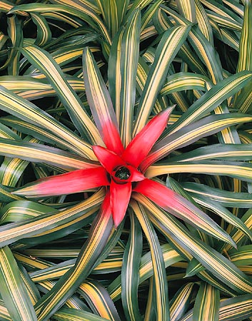 Neoregelia carolinae, Bromeliaceae, néorégélie de Caroline 