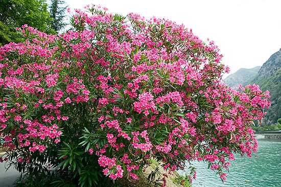 Nerium oleander, Apocynaceae, oleandro