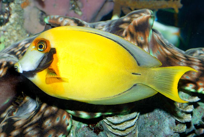 Acanthurus pyroferus, Acanthuridae, Poisson chirurgien chocolat, Chirurgien porteur de feu Acanthurus pyroferus, Acanthuridae, Poisson chirurgien chocolat, Chirurgien porteur de feu