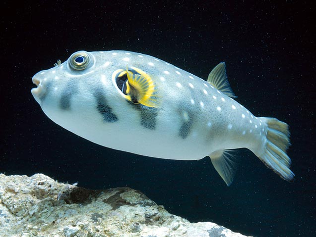 Arothron hispidus, Tetraodontidae, Pesce riccio Arothron hispidus, Tetraodontidae, Pesce riccio