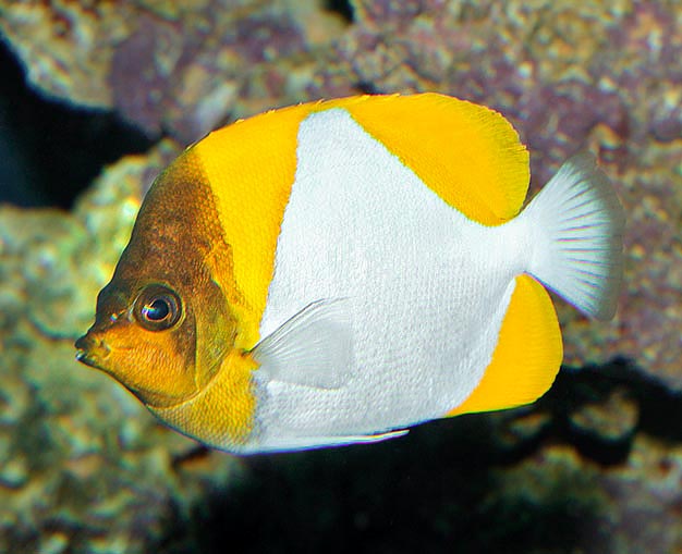 Il ne se nourrit pas de polypes de corail mais de zooplancton et n'est pas territorial © Giuseppe Mazza