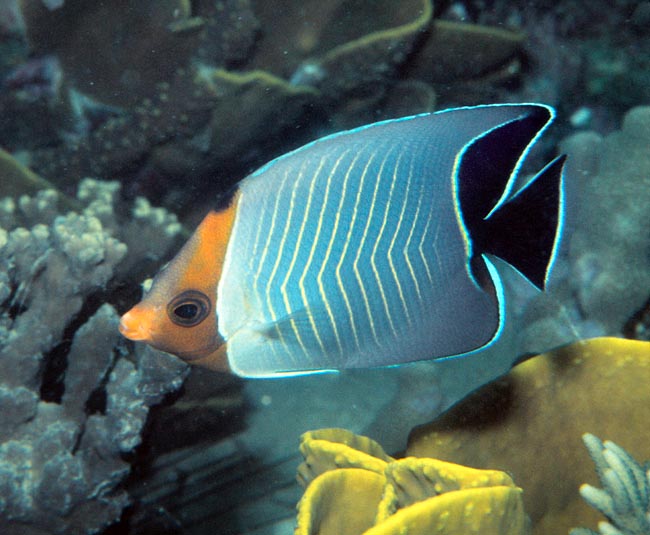 It doesn't exceed the 10 cm and is one of the least endangered butterflyfishes © Giuseppe Mazza