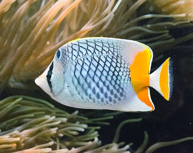 Chaetodon xanthurus, pez mariposa perlado, Chaetodontidae Chaetodon xanthurus, Pez mariposa de cola amarilla, pez mariposa perlado, Chaetodontidae
