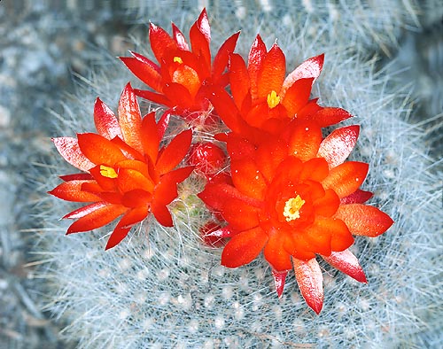 Très cultivée pour sa petite taille et sa floraison spectaculaire durable © Giuseppe Mazza