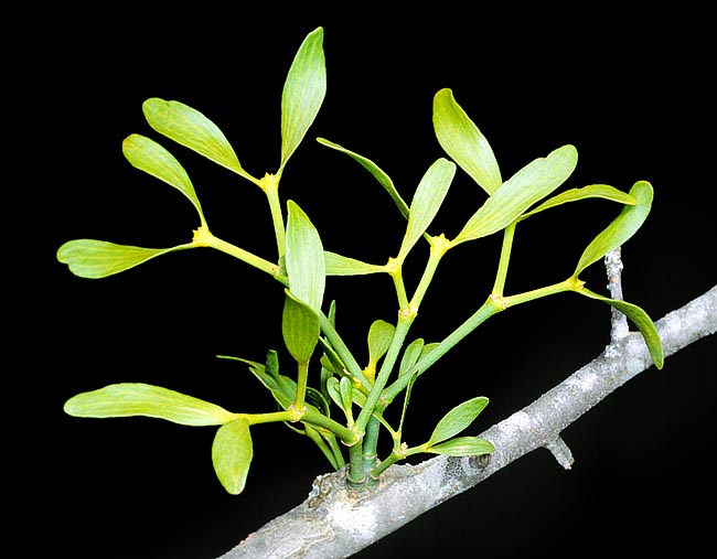 Viscum album, Santalaceae, Common mistletoe