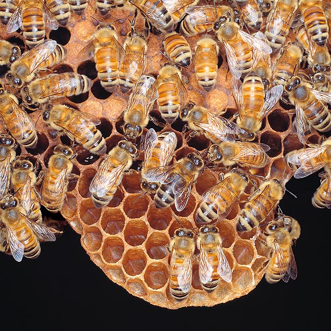 Besides building hives, the workers collect food, feed the queen, the drones and larvae, keep constant the inner temperature and humidity of the honeycombs, which they also defend with the life from possible foes © G.Mazza