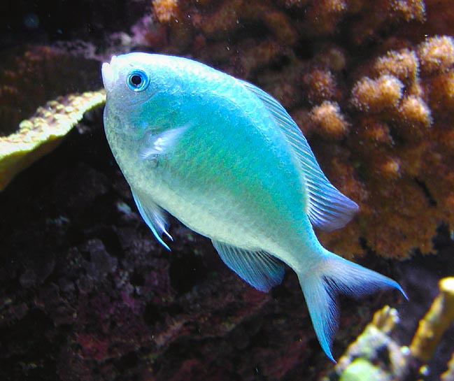 Chromis viridis, Pomacentridae, Damisela verde Chromis viridis, Pomacentridae, Damisela verde