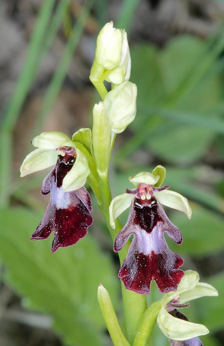 La Ophrys insectifera tiene una vasta distribución europea © Giuseppe Mazza