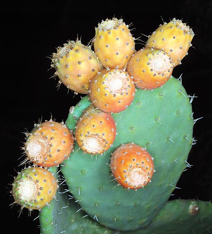 Edible fruits. Cladodes rich in minerals and vitamins A, B6 and K © Giuseppe Mazza