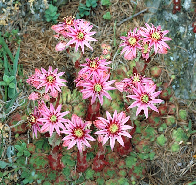 Orophyte, up to 3.000 of height, the Sempervivum montanum is fit for mountain rock gardens © Giuseppe Mazza