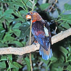 Pseudeos fuscata Monaco Nature Encyclopedia