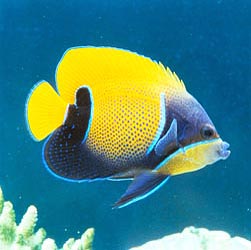 www.monaconatureencyclopedia.com