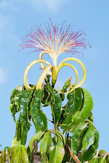 30 cm bent petals and central tuft of stamina © Mazza