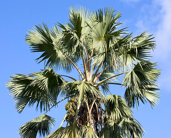 Palmera imponente, con tallo de 40 cm y 20 m de altura. Crecimiento veloz en los trópicos © G. Mazza