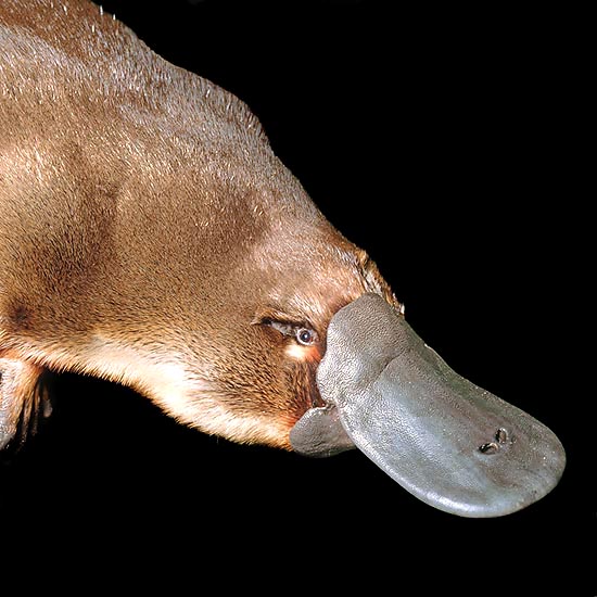 The beak of Ornithorhynchus anatinus has many nervous terminations © Giuseppe Mazza