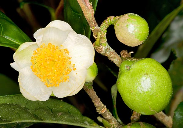 Particolare del fiore e dei frutti di Camellia sinensis © Giuseppe Mazza
