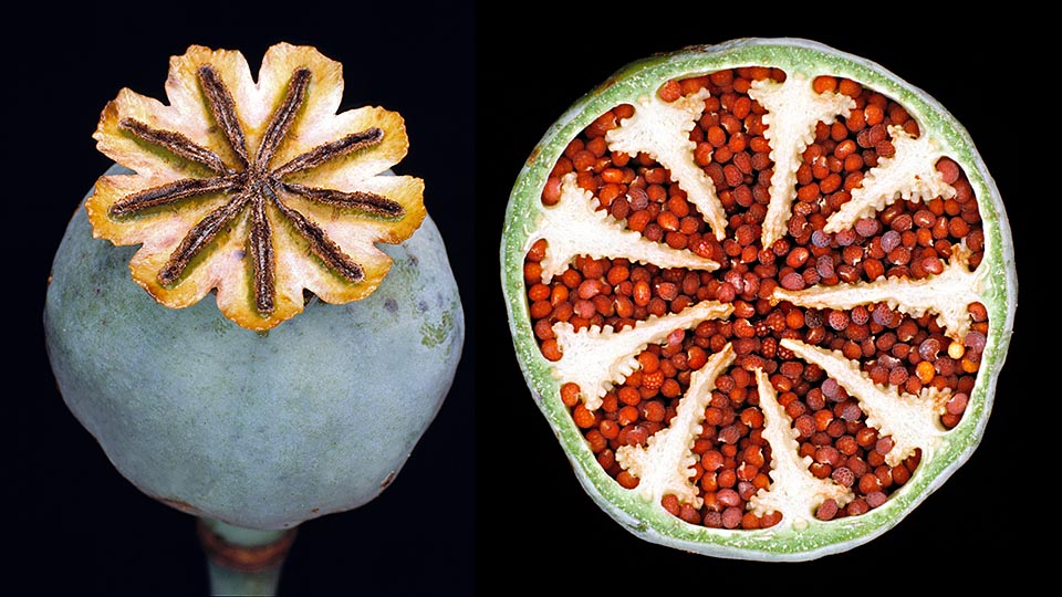 Fruit particular and section of same with seeds. They are many and are at times used in bread making, in pastry and in cuisine © Giuseppe Mazza