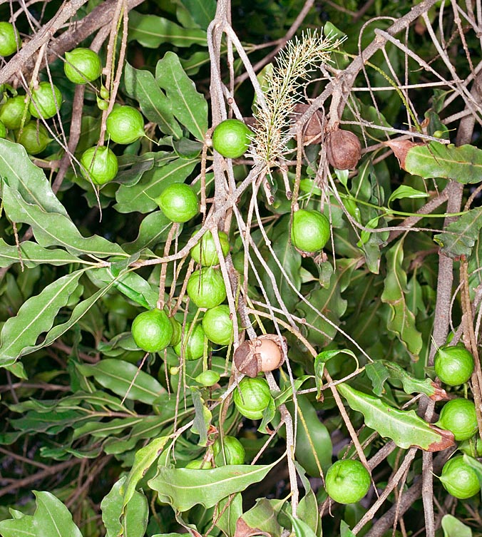 Particular de Macadamia integrifolia con una inflorescencia, frutos en crecimiento y maduros © Giuseppe Mazza