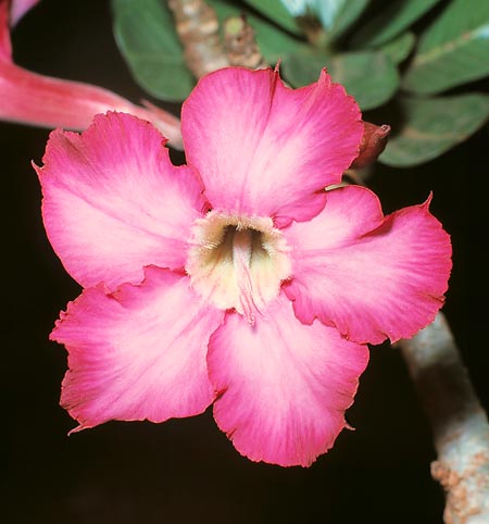 Particular de una flor de Adenium obesum © Giuseppe Mazza