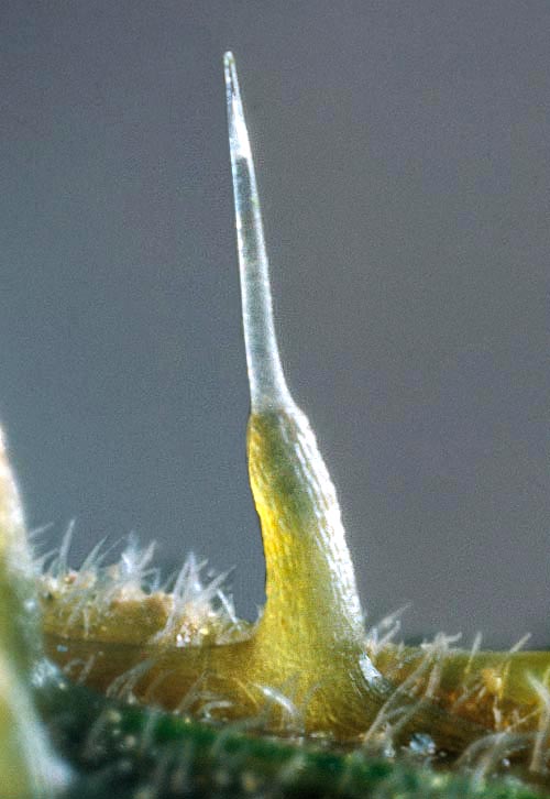 Urtica dioica, Urticaceae, common nettle