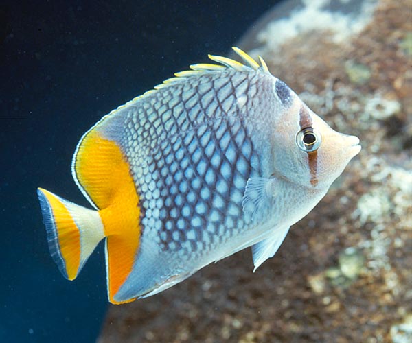 Chaetodon xanthurus, Pez mariposa de cola amarilla, Chaetodontidae Chaetodon xanthurus, Pez mariposa de cola amarilla, pez mariposa perlado, Chaetodontidae