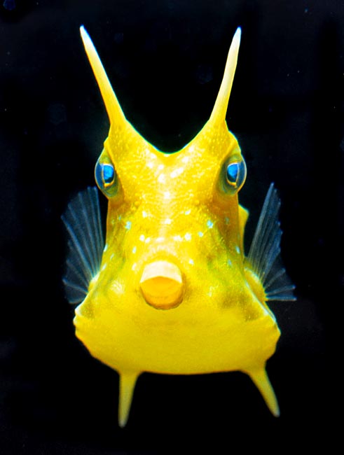 Due to the odd look, the young are much coveted by the aquarists © Giuseppe Mazza