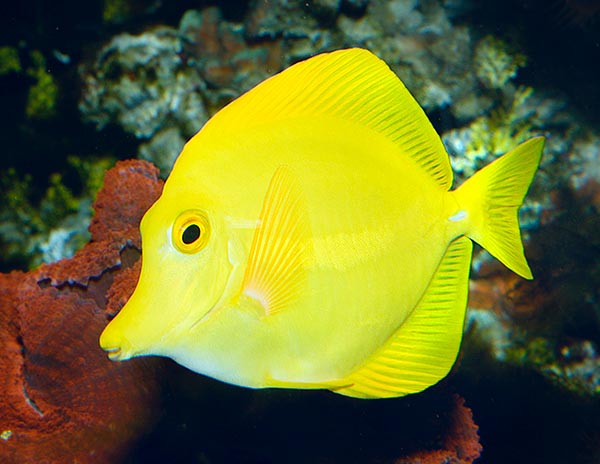 Due to its beauty and the modest size it's the most common marine fish in the domestic aquaria © Mazza