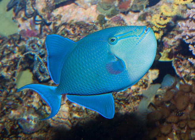 Due to its splendid blue, violet, green and turquoise livery is coveted by aquarists © Giuseppe Mazza