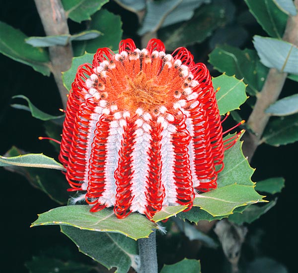 Pour ses spectaculaires inflorescences, Banksia coccinea est aussi cultivée comme fleur coupée © Mazza