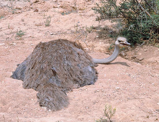 Struthio camelus, struzzo femmina