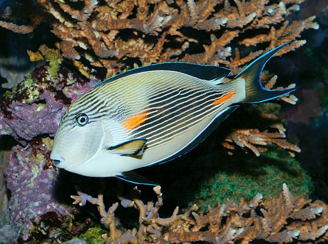 Acanthurus soha, Acanthuridae, Poisson chirurgien zébré Acanthurus soha, Acanthuridae, Poisson chirurgien zébré