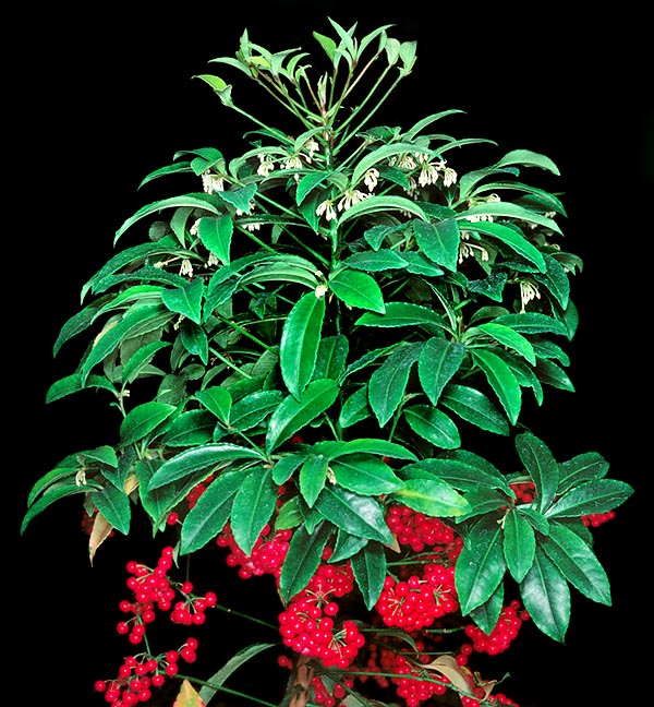 Arrow-like sharp petals and red drupes. Ardisia crenata has also medicinal virtues © Giuseppe Mazza