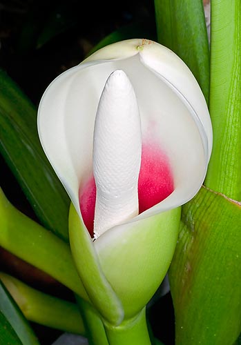 A 15 cm spathe and a purple red throat © Giuseppe Mazza