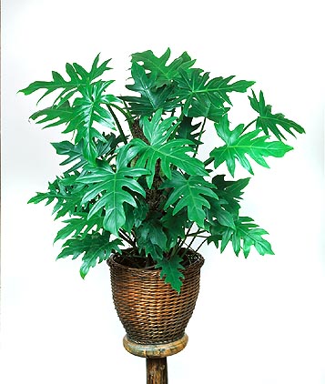 Philodendron pinnatifidum, Araceae